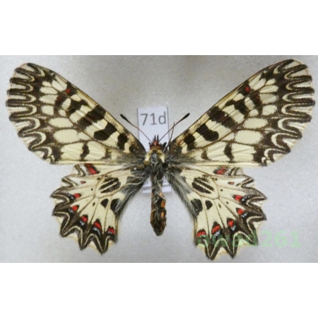 Zerynthia polyxena (Denis & Schiffermüller, 1775) female Slovakia71d